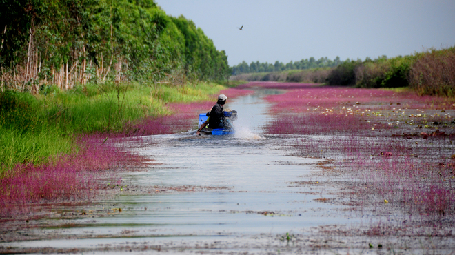 Nhĩ cán tím (hay rong ly tím) là hoa của một loại rong sống ở vùng nước ngập mặn Tây Nam, đặc biệt là tại các khu vực bảo tồn thiên nhiên tại Vườn quốc gia Tràm Chim thuộc huyện Tam Nông, Đồng Tháp.