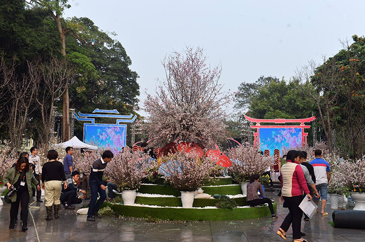 Tối nay (10/3), Lễ hội Hoa anh đào sẽ chính thức được khai mạc tại quảng trường dưới chân tượng đài Vua Lý Thái Tổ.