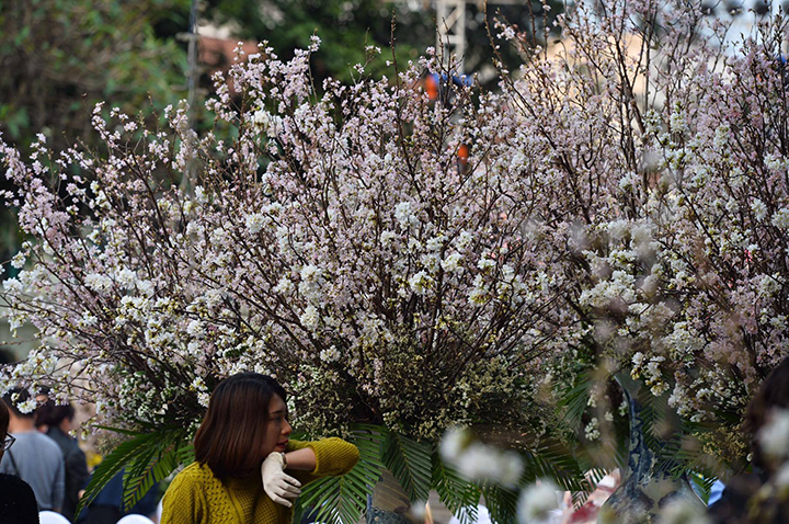Trước đó, số hoa này đã được chuyển về Công viên Thống Nhất để chăm sóc cho thích nghi với môi trường, khí hậu của Hà Nội.