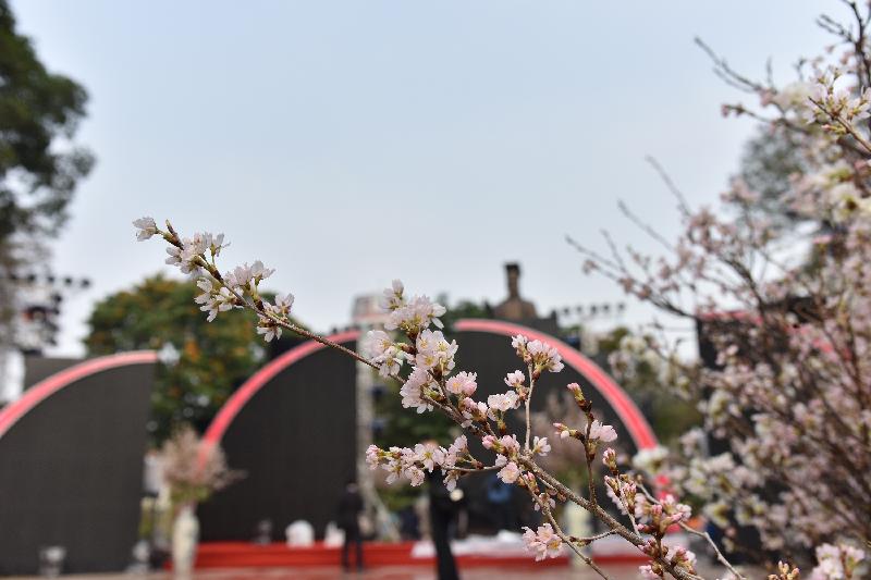 Theo ghi nhận của phóng viên , hầu hết những bông hoa anh đào trên đều đã thích nghi với khí hậu Hà Nội và nở vào đúng dịp lễ hội.