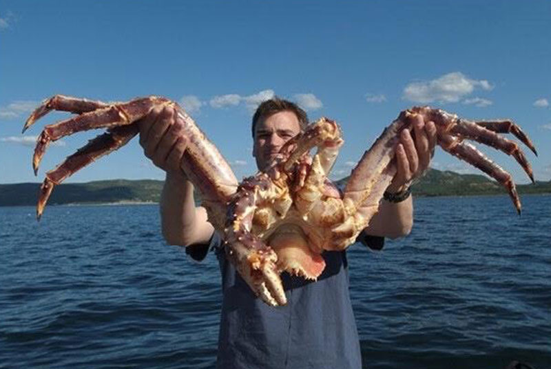 Cua Hoàng đế (king crap) - một loại cua nổi tiếng ở Alaska (Canada) hay ở Mỹ, được ví là vua của các loại cua biển. Chúng sống ở vùng biển có độ sâu khoảng trên 300m, khí hậu lạnh. 