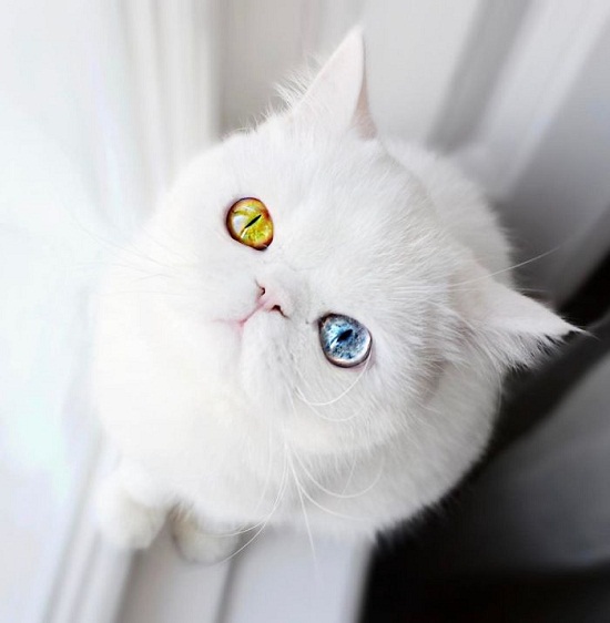 Chú mèo sở hữu đôi mắt 2 ​màu đẹp long lanh