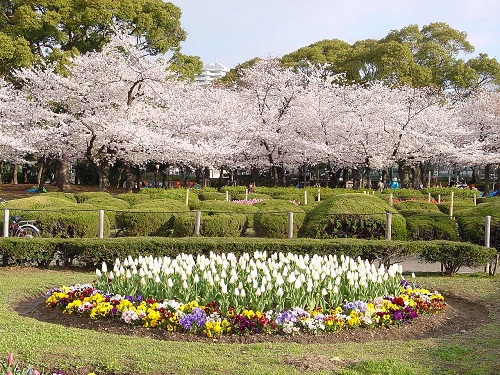 2. Công viên Tsuruma: Mở cửa năm 1909, đây là công viên có kiến trúc khuôn viên pha trộn giữa phong cách Nhật bản và phương Tây. Phía Đông của công viên là những ao phong lan và vườn hoa thủy xương bồ đặc trưng phong cách Nhật Bản, trong khi đó ở phía Tây lại là những đài phun nước và vườn hồng mang phong cách Châu Âu. Không những vậy, công viên còn sở hữu 1200 cây hoa anh đào thu hút sự chú ý của rất đông du khách đến thăm quan.