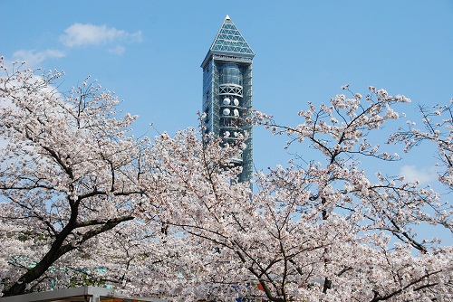 Những điểm ngắm hoa anh đào nổi tiếng ở Nagoya, Nhật Bản