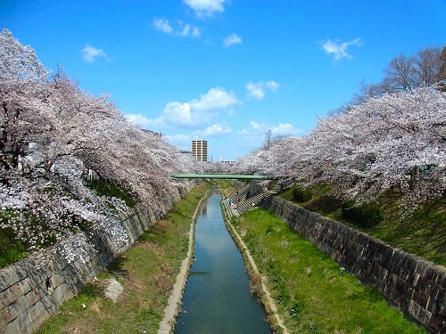 5. Sông Yamazaki: Yamazaki – Mizuho-ku, phía đông nam thành phố Nagoya có hơn 600 cây anh đào bung nở trong mùa xuân tô điểm cho 2,5km chiều dài sông Yamazaki. Sông Yamazaki là một trong 100 điểm thưởng hoa tuyệt vời thu hút du khách, cả ban ngày lẫn ban đêm.