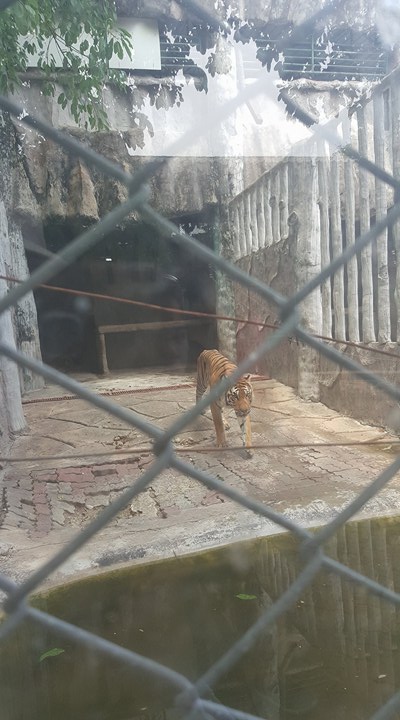 Tại Sriracha Tiger Zoo còn có khu riêng để nuôi nhốt những con hổ đã trưởng thành- khi chúng được 12 tuổi. Khi 12 tuổi, trước khi mang đi giết mổ, người ta nhốt hổ vào khu này và bỏ đói chúng trong 6 tháng.
