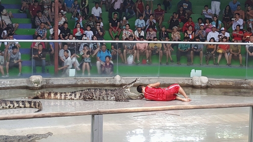 Không chỉ vậy, du khách còn được thưởng thức các màn trình diễn tuyệt vời của các loài động vật khác như voi hay cá sấu và chắc chắn, nhiều người sẽ phải giật mình khi được chứng kiến sự thông minh của các chú heo ở đây. Nếu du khách muốn tìm kiếm một cái gì đó kích thích hơn thì tiếp đó, ở Sriracha Tiger Zoo, họ còn có thể được gặp “Nữ hoàng Bọ cạp” - người đã đạt kỷ lục Guinness thế giới năm 2008 với khả năng “sống một mình với 5000 con bọ cạp trưởng thành trong một căn phòng rộng 12m2 trong 33 ngày” hay đi sang khu vực của các loài động vật quý hiếm khác xem lạc đà một biếu, hươu, nai hay loài kanguru chân to… Hoặc có thể xem trình diễn của cá sấu. Bạn sẽ có cảm giác nín thở khi nhìn người biểu diễn đưa đầu mình vào miệng cá sấu.