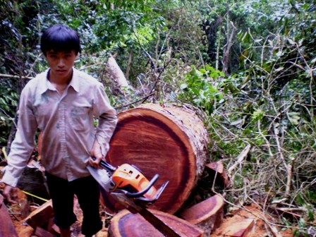 Xử lý vụ lâm tặc phá rừng nghiến cổ thụ
