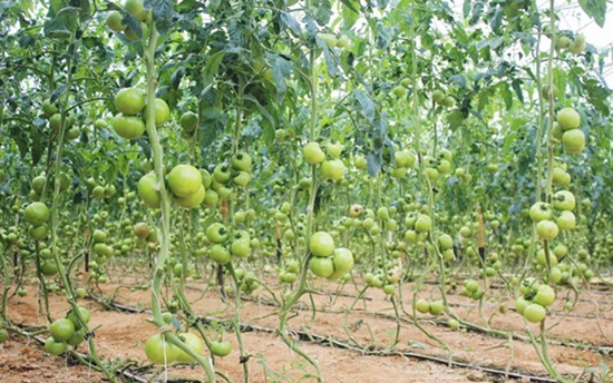 Nông dân thu tiền tỷ nhờ trồng rau công nghệ cao (Ảnh: Zing)