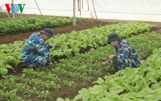 Các chiến sĩ đang chăm sóc rau tại vườn rau sạch ứng dụng công nghệ cao