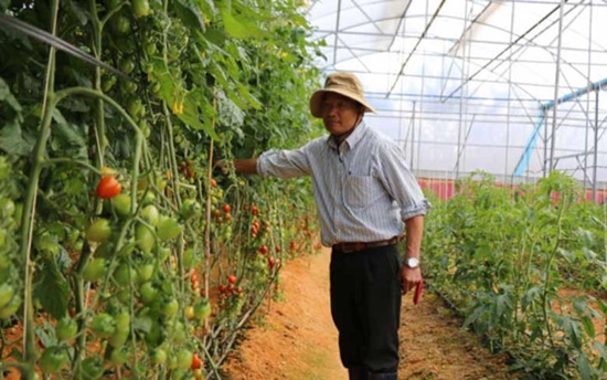 Trang trại rau công nghệ cao trăm tỉ của nông dân Đà Lạt (Ảnh: Thanh Niên)