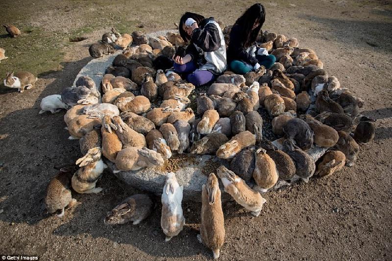 Đảo thỏ, có tên chính thức là Okunoshima, nằm ngoài khơi tỉnh Hiroshima, Nhật Bản. Đây là nơi sinh sống của hàng trăm con thỏ hoang dã nhưng rất dễ gần và thân thiện, đặc biệt với những người cho ăn. Ảnh: Getty Images.
