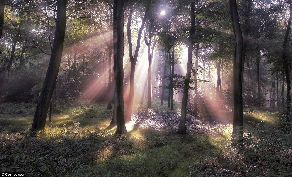 Ceri Jones chụp hình ảnh ánh sáng chiếu xuống khu rừng tối đẹp tựa cảnh thiên đường ở Woodcote, Oxfordshire, Anh.