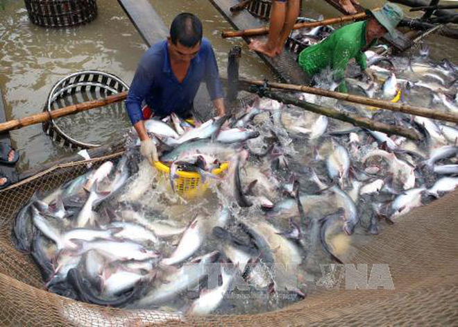 4 điều kiện để nuôi và xuất khẩu cá Tra