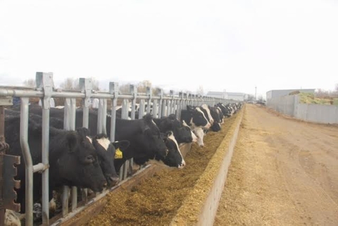 Vinamilk nhập hơn 2.000 con bò sữa cao sản từ Mỹ
