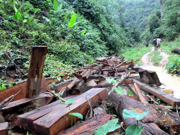 Việt Nam-EU hoàn tất đàm phán hiệp định chống khai thác gỗ bất hợp pháp