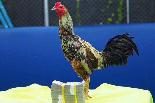 Con gà chọi được bán với giá 1 triệu baht