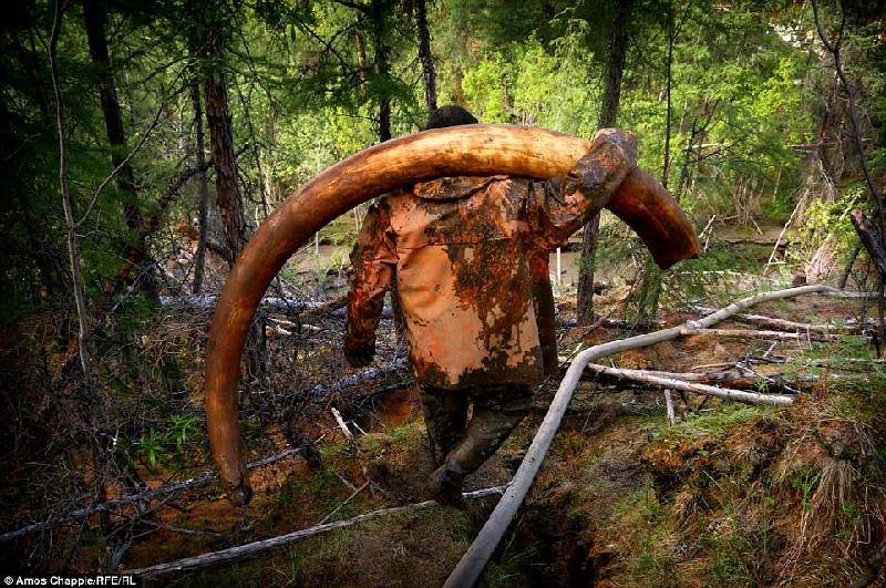 Địa điểm chuyến đi săn nằm ở sâu trong rừng già tại Siberia. Nơi đây, hài cốt của những con voi ma mút to lớn cách đây hàng nghìn năm được bảo quản gần như nguyên vẹn.