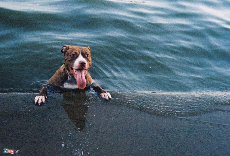 Chú chó được dịp sảng khoái trong làn nước mát bên hồ Tây. Ảnh: Hiếu Trần.