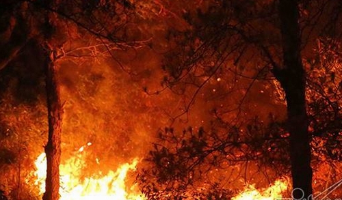 Điều tra vụ cháy rừng phòng hộ ở Sóc Sơn, Hà Nội