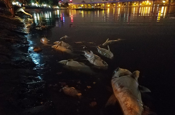 Cá chết hàng loạt trên hồ Hoàng Cầu do sốc nhiệt