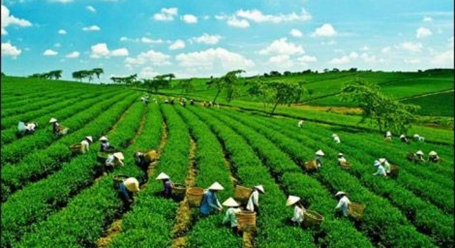 Phó Thủ tướng Trịnh Đình Dũng đưa 9 giải pháp cho ngành nông nghiệp