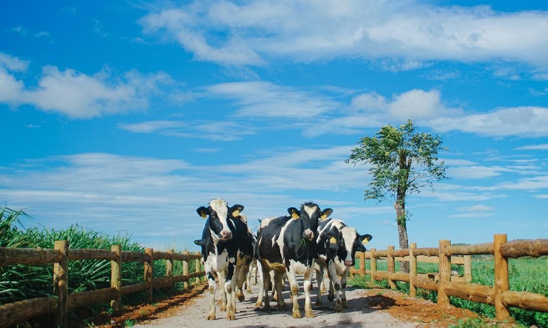 Những cô bò trên trang trại Organic Đà Lạt – trang trại bò sữa đạt tiêu chuẩn organic châu Âu đầu tiên tại Việt Nam.