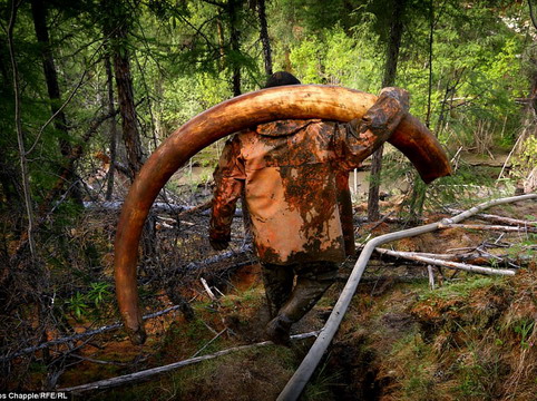 Cận cảnh nghề săn ngà voi ma mút cổ đại ở Nga