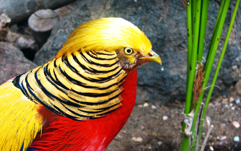 Ngắm 10 loài chim đẹp nhất thế giới