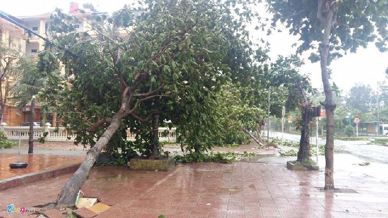 Rạng sáng 17/7, bão số 2 quét qua Nghệ An đã khiến nhiều cây xanh bị gẫy đổ. 