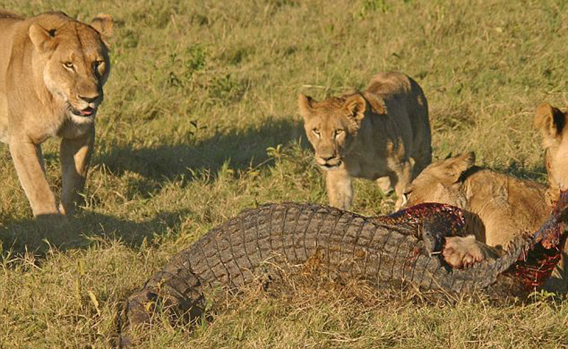 Sau khi giết chết được con cá sấu, những con sư tử liền gọi đồng loại tới để cùng nhau thưởng thức.