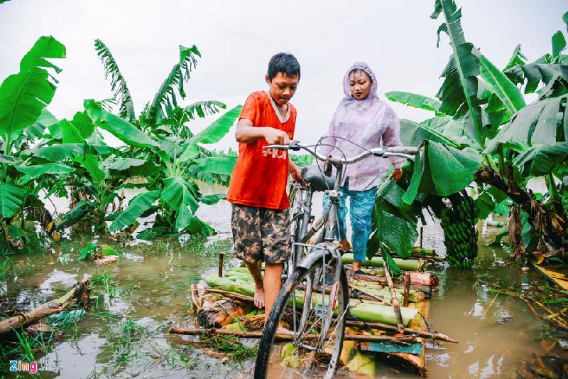Nguyễn Văn Lương (14 tuổi) chở chị gái cùng một chiếc xe đạp qua sông. “Năm ngoái em cũng phải làm bè rồi nhưng nước không cao như thế này. Khoảng 5 thân chuối là em kết được một chiếc”, Lương cho hay.