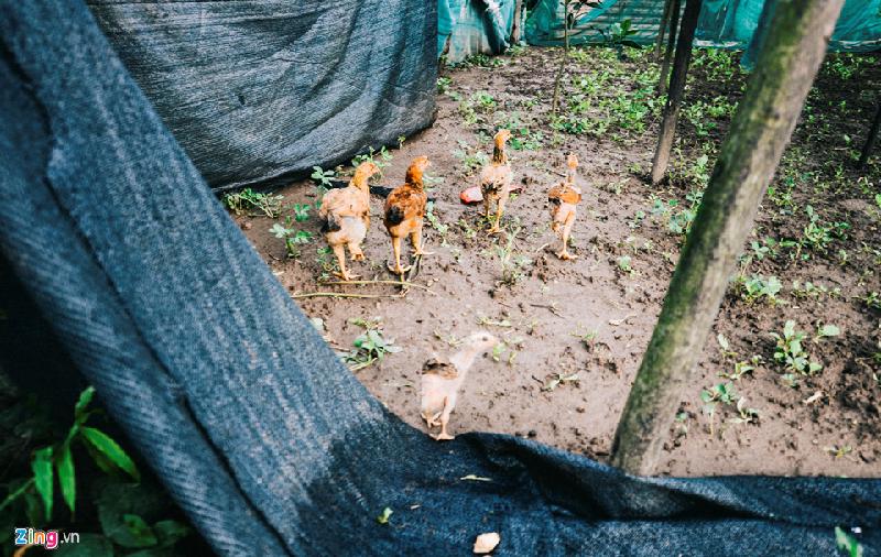 Gia đình thuê 1.800 m2 đất tại bãi giữa sông Hồng để làm vườn, trồng rau, nuôi gà.
