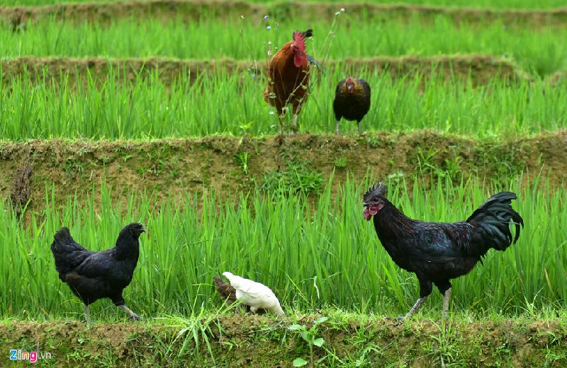 Huyện vùng cao Mù Cang Chải (Yên Bái) rất nổi tiếng với đặc sản quý hiếm là giống gà xương đen của dân tộc Mông.