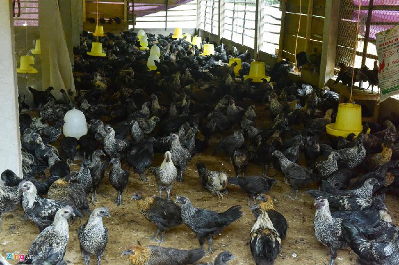 Từ năm 2013 trở lại đây, người Mông ở Mù Cang Chải bắt đầu nuôi gà xương đen theo hình thức trang trại, áp dụng khoa học kỹ thuật.