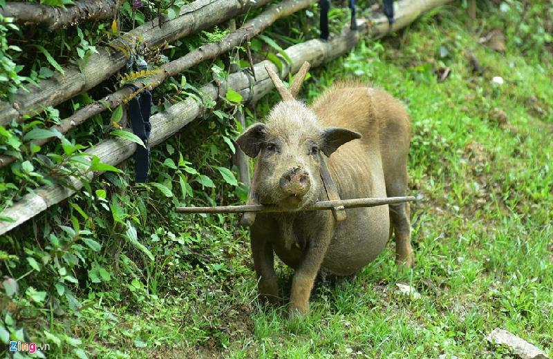 Những con lợn “đeo gông” kiếm ăn hai bên đường tạo nên nét thú vị khiến bạn phải ồ à hay ngoảnh đầu nhìn lại.