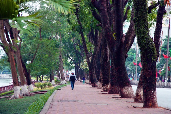 Tỷ lệ diện tích cây xanh Hà Nội chỉ đạt 1/10 tiêu chuẩn thế giới!