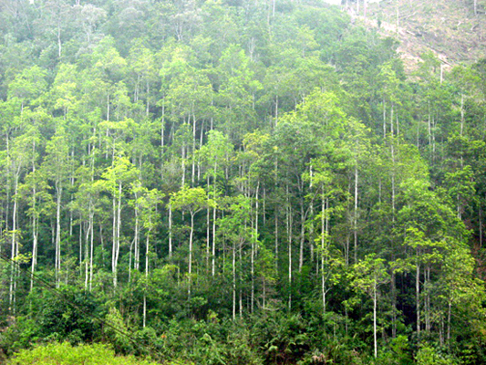 Lào Cai: Chuyển gần 30ha đất rừng phòng hộ sang đất phi nông nghiệp