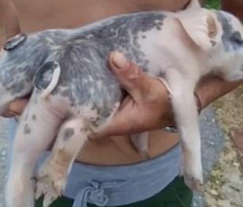Kỳ lạ chú lợn 2 mông, 2 đuôi, 6 chân ở Trung Quốc