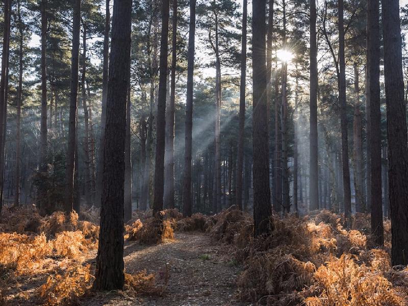 Các khu rừng: Hoàng gia Anh cũng sở hữu khoảng 11.000 ha rừng ở Berkshire, Somerset và Cairngorms. Nhiều khu rừng được dùng làm nơi tổ chức các buổi đi săn cho giới quý tộc.