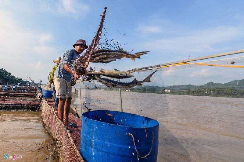 “Cá đang cho thu hoạch một nửa, bán với giá 240.000 đồng/kg, còn một nửa nữa khoảng 40 tấn thì cũng vớt lên vứt đi 12 tấn rồi”.