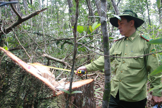 Vụ phá rừng pơ mu: Khởi tố nguyên Đồn phó Đồn Biên phòng