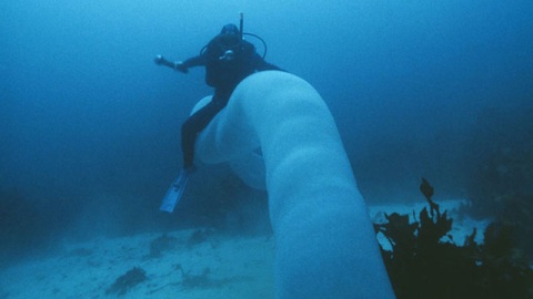 &quot;Quái vật đại dương&quot; dài gần 20m dưới biển sâu