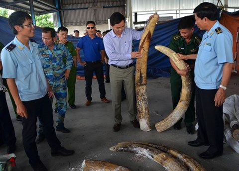 Bắt một cán bộ Hải quan Hà Nội có hành vi đánh tráo ngà voi