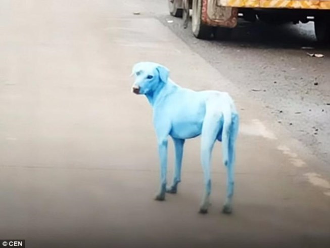 Chú chó trắng có màu lông xanh khác lạ. Ảnh: Daily Mail
