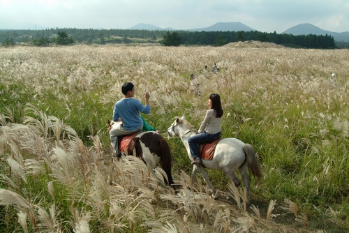 Trải nghiệm Cưỡi ngựa quý: Đã từ lâu, người dân đảo Jeju nổi tiếng với khả năng nuôi ngựa và cưỡi ngựa. Giống ngựa của họ mang tên Jorangmal cũng được đánh giá rất cao trong giới đua ngựa. Đây là trải nghiệm hoàn toàn mới lạ, có 3 lựa chọn dành cho du khách, trẻ em từ 36 tháng tuổi có thể tham gia cưỡi ngựa cùng bố mẹ được. Hướng dẫn viên sẽ trang bị cho bạn mũ và ủng để cưỡi ngựa, và trực tiếp giúp bạn có thể cưỡi ngựa an toàn. Không gian xung quanh trường đua được thiết kế giống như thảo nguyên xanh mát, mang đến cảm giác chân thật và thích thú cho người tham gia.