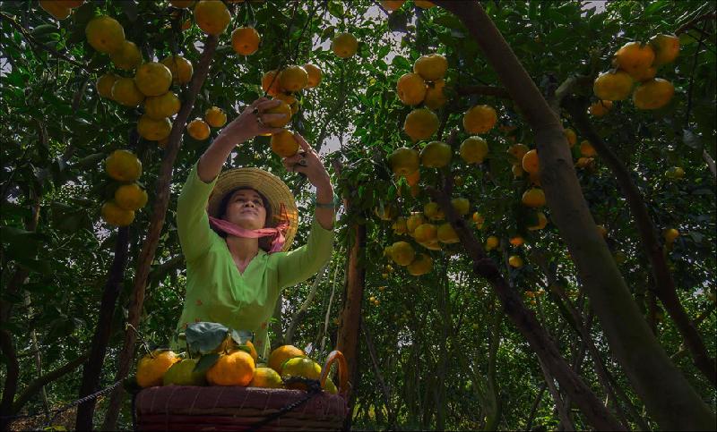 Bà con nhà vườn trồng quýt ở Lai Vung (Đồng Tháp) vào mùa thu hoạch.  Một khu vườn rộng lớn xanh um, nổi bật với những trái quýt to vàng óng và nặng cong trĩu cành. Ảnh: Bùi Quang Vũ.