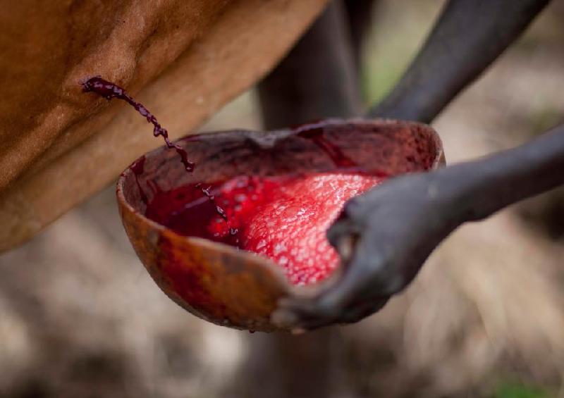 Sinh tố máu bò (Kenya): Người Samburu và Maasai coi máu bò như một nguồn dinh dưỡng quý giá. Máu tươi của bò có thể được trộn với sữa để tạo ra một thức uống bổ dưỡng. Loại đồ uống này được sử dụng trong các nghi lễ và bồi bổ sức khỏe cho người ốm. Ảnh: The Sun.