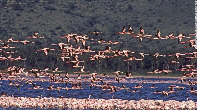 Hồ Nakuru, Kenya: Vườn quốc gia hồ Nakuru là nơi sinh sống của hà mã, tê giác, hươu cao cổ và trâu rừng. Nhưng cư dân nổi tiếng nhất của khu vực này là hàng nghìn con chim hồng hạc.