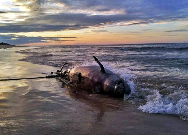 Xác cá heo nặng 350 kg trôi dạt vào bờ biển